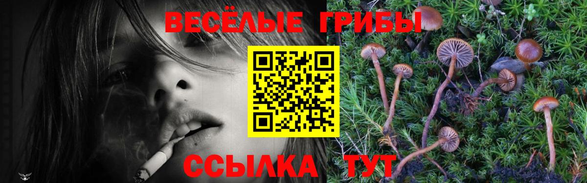 Галлюциногенные грибы Psilocybine cubensis Тула
